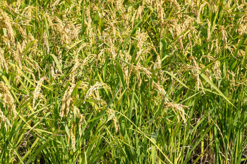 golden ripe rice farm