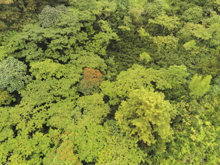 Naklejka premium Cimes d'arbres vue du ciel à Tahiti, Polynésie française