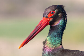 Black Stork portrait in early morning