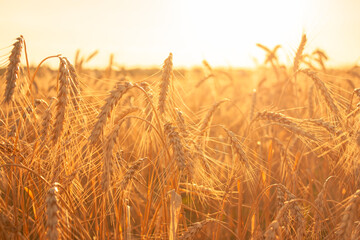 wheat field lit by sunset sunlight