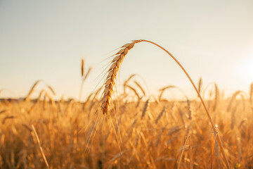 ripe spike of wheat in the form of an arch in the field