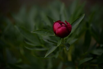 Paeonia peregrina in blooming period. red peony in the garden