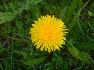 yellow dandelion flower