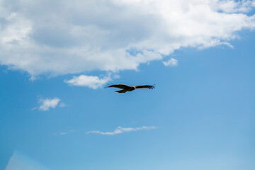 大空を飛ぶ鷹
