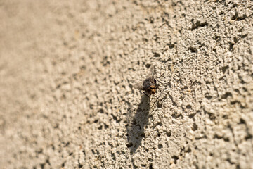 fly sits on a stone wall in sunny day