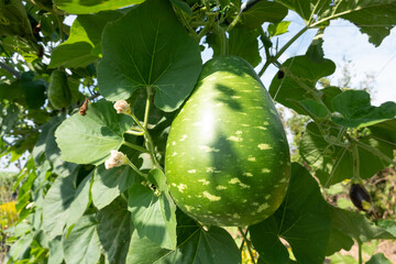 green bottle gourd