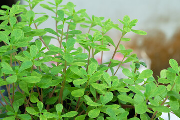 Close up Portulaca tree, beautiful green leaves natural background.