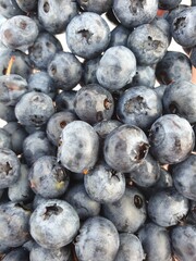 blueberries on a market