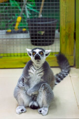 Lemur sits on the floor and looks into the camera. It's a funny pose. View from the front from above.