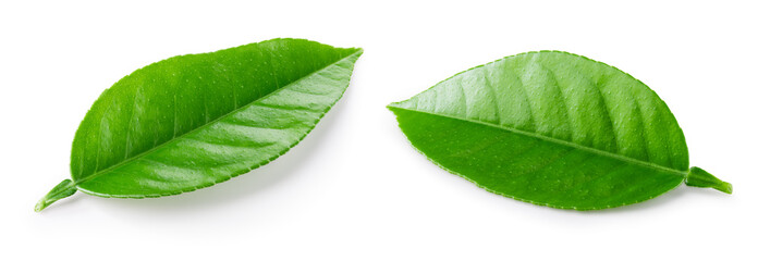 Citrus leaves isolated. Green fruit leaf (orange, lemon, lime, grapefruit, tea) on a white. Citrus...