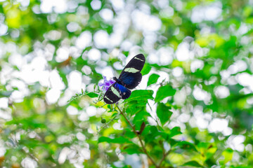 Borboleta