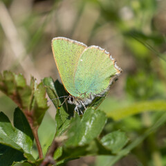 Green Hairstreak Butterfly Resting, Wings Closed