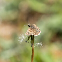 Dingy Skipper Resting ion Dandelion Head