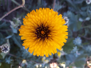 Beautiful yellow flower in the garden. Shallow depth of field.