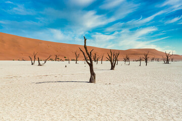 Trees and red dunes in Dead Vlei, Sossuslvei, Namibia