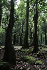 Forêt à Moorea, Polynésie française