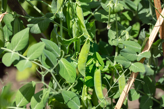 Green bean pods and beanstalks in the kitchen garden. Organic beds in the pot with bright sunlight