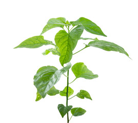 Close up green young chilli tree isolated on white background with clipping path.