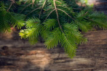 Background of wood and fir-tree