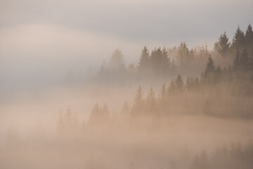 Forest in the morning mist in the mountain. Spruce tops in fog in autumn.