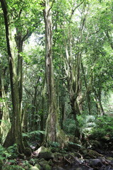 Jungle à Moorea, Polynésie française