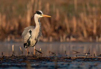 Grey Heron portrait