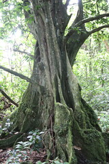 Arbre dans la jungle à Moorea, Polynésie française	