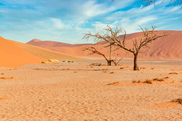 Fototapeta na wymiar Trees and red dunes in Dead Vlei, Sossuslvei, Namibia