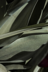  Tulip leaves background. Close up.