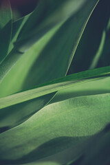  Tulip leaves background. Close up.