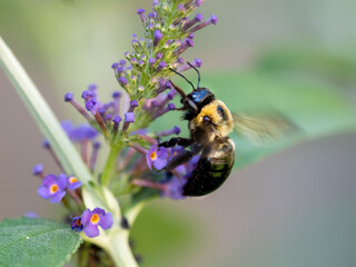 Black and yellow bumblebee pollenating on a purple butterfly bush flower bloom with its wings buzzing.  Insects in nature up close in macro photography shot.
