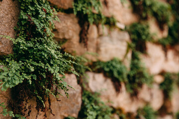 An old medieval stone wall, grass and moss on it. Wallpaper, natural background, copy space, soft focus.