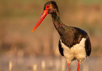 Black Stork portrait