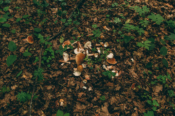 Wild mushroom in the forest, natural food, summer harvest. Wallpaper, natural background, beautiful photo with soft focus and tinting.
