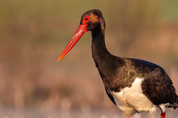 Black Stork portrait