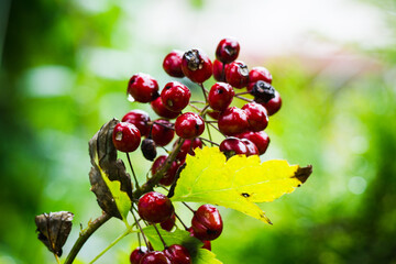 Eurasian baneberry (Actaea spicata) berries in the forest. Selective focus.
