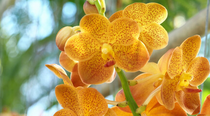 Abstract background of yellow orchids (vanda), focus of beautiful  vanda flowers, on blurred natural background.