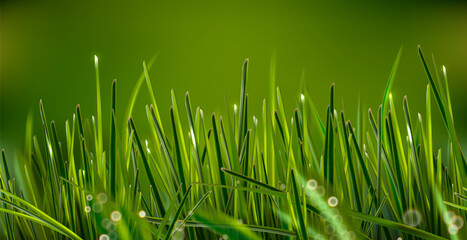 Hyper realistic isolated vector field weed grass with shining drops. Can be used on flyers banners or web. 3d green grass land summer style. Vector illustration. EPS 10.