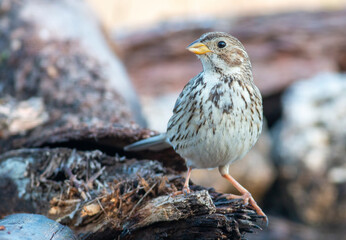 Corn Bunting in natural habitat