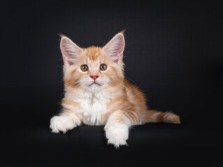 Fototapeta na wymiar Alert red silver Maine Coon cat kitten, laying down facing front. Looking at camera with brown / greenish eyes. Isolated on black background.
