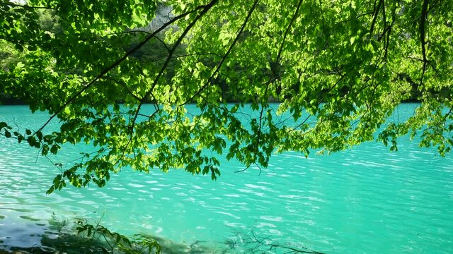 Green Foliage and Turquoise Lake Ripples in Plitvice Lakes National Park