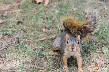 squirrel in the park