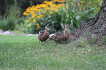 ducklings in the yard