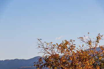 Céu azul com montanha ao fundo e galho de árvore.