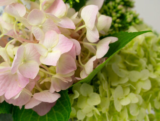 Delicate bouquet of green and pink hydrangea flowers with leaves close up with blurred grey background