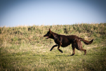 Border collie is running in the grass. She is so crazy female dog.