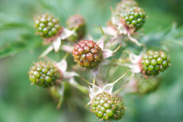 Unripe blackberries photo made on 7 July 2020 in Weert the Netherlands