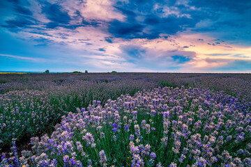 field of purple Lavender