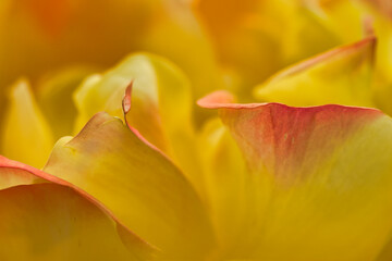 Macro photo from a yellow pink rose, made in Weert the Netherlands