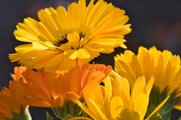 Yellow en orange marigold flowers close up photo made in Weert the Netherlands